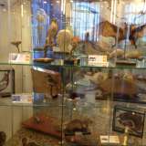 La sezione zoologica con i suoi 165 uccelli e 29 mammiferi imbalsamati
